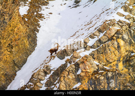 Alpensteinbock (Capra ibex, Capra ibex Ibex), stehend in die Berge auf einer schneebedeckten Rocky Ridge an einem Berghang, Schweiz, Graubünden, Engadin Stockfoto