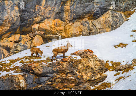 Alpensteinbock (Capra ibex, Capra ibex Ibex), weibliche Steinböcke mit jungen Tier stehend in die Berge auf einer schneebedeckten Rocky Ridge, Schweiz, Graubünden, Engadin Stockfoto