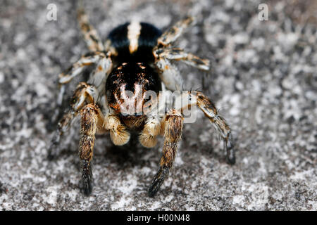 Jumping spider (Aelurillus v-insignitus, Phlegra v-insignita, Attus v-insignitus, Ictidops v-insignitus), auf einem Stein, Österreich Stockfoto