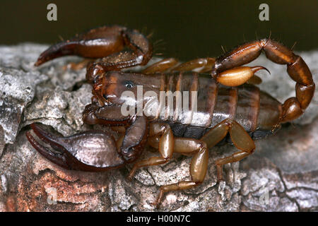 Italienische Skorpion (Euscorpius italicus), Rinde Stockfoto