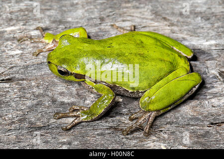 Sardische Laubfrosch, Tyrrhenische Laubfrosch (Hyla Sarda), in voller Länge Porträt, Ansicht von oben Stockfoto