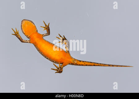 Berg-Molch, Alpenmolch, Alpen-Molch (Triturus Alpestris, Ichthyosaura Alpestris, Mesotriton Alpestris), Weibchen, Bergmolch, Ans Stockfoto