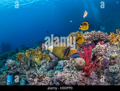 Seasacape von Titan-Drückerfisch Fütterung auf Korallenriff mit Waschbär Butterflyfish oben flattern. Rotes Meer, Ägypten. Stockfoto