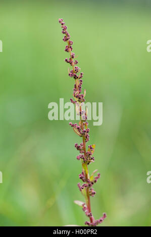 Viele - gesäte Gänsefuß (Schisandra polyspermum), Blütenstand, Deutschland Stockfoto