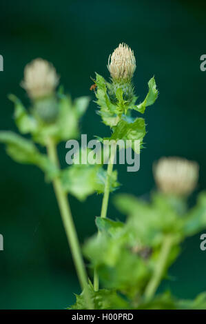 Kohl Distel (Cirsium Oleraceum), blühen, Deutschland Stockfoto