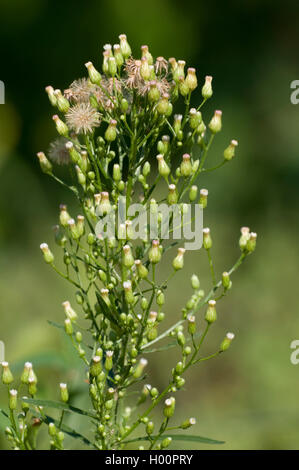 Berufkraut, Kanadische berufskraut (Conyza canadensis, Erigeron canadensis), blühende Stockfoto