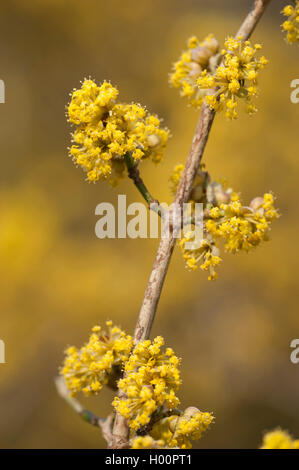 Cornelian Cherry Holz (Cornus Mas), blühenden Zweig, Deutschland Stockfoto