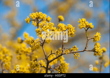 Cornelian Cherry Holz (Cornus Mas), blühenden Zweig, Deutschland Stockfoto