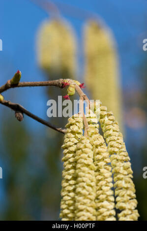 Gemeinsame Hasel (Corylus avellana), Zweigniederlassung, mit weiblichen und männlichen Blütenstände, Deutschland, Alsbach Sonnenwinkel Stockfoto