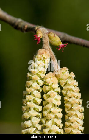 Gemeinsame Hasel (Corylus avellana), Zweigniederlassung, mit weiblichen und männlichen Blütenstände, Deutschland Stockfoto