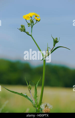 Glatte Hawk-Bart, Europäischen hawksbeard (Crepis capillaris), blühende, Deutschland, Alsbach Sandwiese Stockfoto