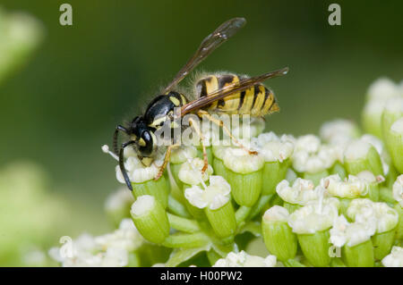 Queller, Rock Queller, Fenchel, Sea-Fennel, Seafennel (Crithmum maritimum), blloming mit Wasp, Vespula germanica Stockfoto