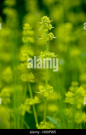 Crosswort, Glatte bedstraw (Cruciata laevipes), blühende, Österreich Stockfoto