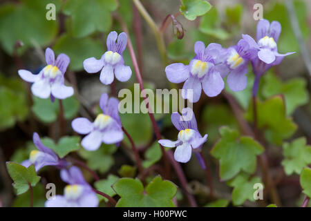 Kenilworth Efeu, Efeu-leaved Toadflax, Kolosseum Efeu (Cymbalaria muralis muralis, Linaria), Blumen, Deutschland Stockfoto