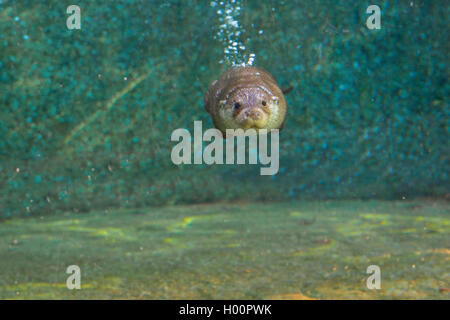 Europäische river Otter, Fischotter, Eurasische Fischotter (Lutra lutra), Tauchen, Unterwasser, Ansicht von vorn, Deutschland Stockfoto