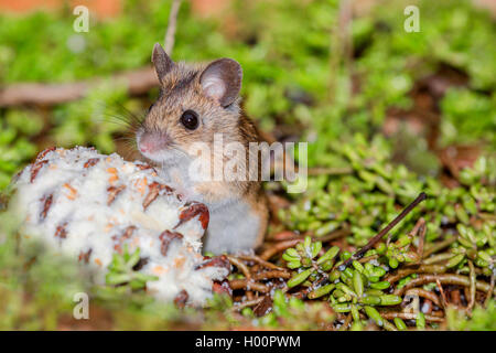 Gemeinsame vole (Microtus arvalis), an einer fetten Kugel sitzen, Deutschland, Bayern, Niederbayern, Oberbayern Stockfoto