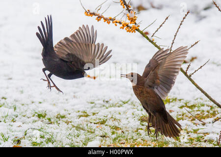 Amsel (Turdus merula), ein paar Kämpfen für Futtermittel, Deutschland, Bayern, Niederbayern, Oberbayern Stockfoto