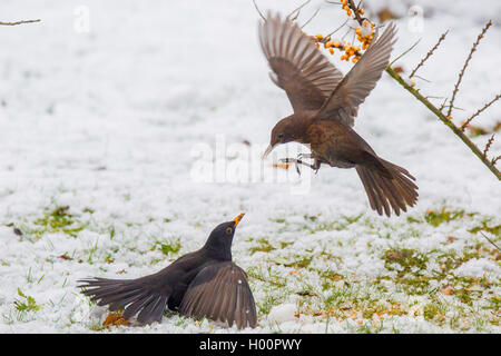 Amsel (Turdus merula), ein paar Kämpfen für Futtermittel, Deutschland, Bayern, Niederbayern, Oberbayern Stockfoto