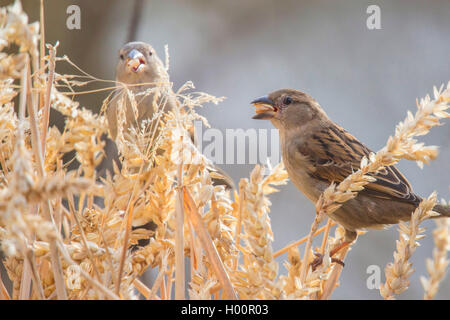 Haussperling (Passer domesticus), Feeds auf ein Weizen Ohr, Deutschland, Bayern, Niederbayern, Oberbayern Stockfoto