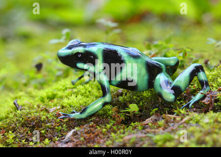 Grünes und schwarzes Gift - Pfeil Frosch, Grün und Schwarz Pfeilgiftfrosch (Dendrobates auratus), Moos, Costa Rica Stockfoto