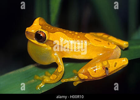 Sanduhr treefrog, Pantless treefrog (Dendropsophus ebraccatus), sitzt auf einem Blatt, Costa Rica Stockfoto