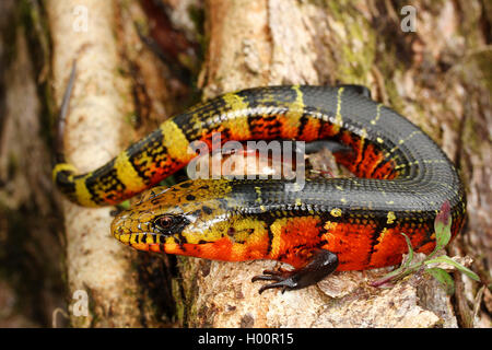 Große Feuer Lizard (Diploglossus monotropis), sitzt auf einem Ast, Costa Rica Stockfoto