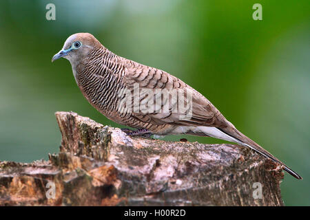 Zebra dove (Geopelia Striata), sitzt auf einem Baum Baumstumpf, Seitenansicht, Seychellen Stockfoto