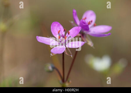 gemeinsamen Stork es-Bill, rote Stängel Filaree, Pin Klee (Erodium Cicutarium), blühen, Deutschland Stockfoto