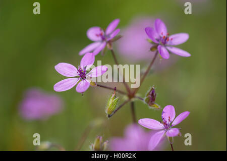 gemeinsamen Stork es-Bill, rote Stängel Filaree, Pin Klee (Erodium Cicutarium), blühen, Deutschland Stockfoto