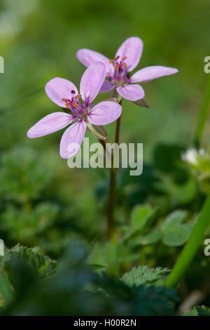 gemeinsamen Stork es-Bill, rote Stängel Filaree, Pin Klee (Erodium Cicutarium), blühen, Deutschland Stockfoto