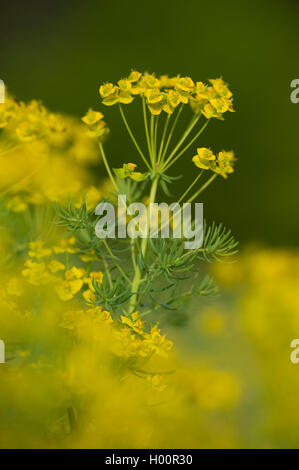 Zypressen-Wolfsmilch (Euphorbia Cyparissias), blühen, Deutschland Stockfoto