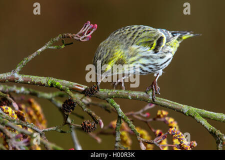 Spruce siskin (Carduelis spinus), Weibliche sitzen auf einem Erle Zweig, Deutschland Stockfoto