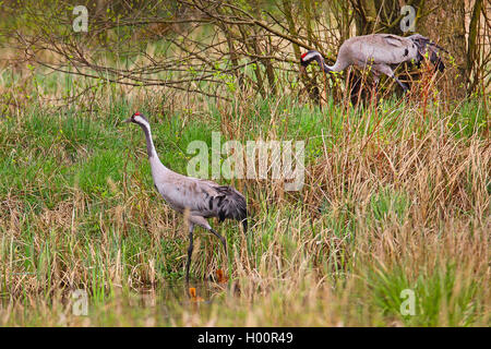 Kranich, Eurasische Kranich (Grus Grus), Eltern mit Küken, Deutschland Stockfoto