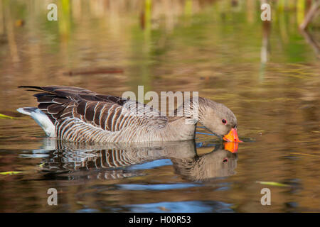 Graugans (Anser anser), schwimmt mit der Rechnung im Wasser, Deutschland, Bayern, Niederbayern, Oberbayern Stockfoto