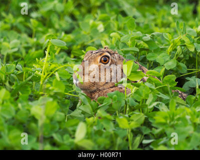 Europäische hase, feldhase (Lepus europaeus), sitzt in einem Klee Feld, Österreich, Neusiedler See National Park Stockfoto