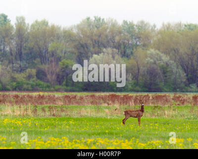 Reh (Capreolus capreolus), Bucks steht in einem blühenden Brache im Frühjahr, Ungarn Stockfoto