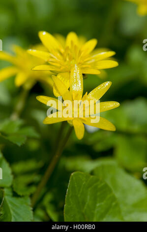 kleinen Schöllkraut, Fig-Wurzel Butter-Cup (Ranunculus Ficaria, Ficaria Verna), blühen, Deutschland Stockfoto