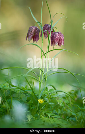 Gemeinsame fritillary, Snakes - Kopf fritillaria (Fritillaria meleagris), blühende Ion eine Wiese, Deutschland, BG DA Stockfoto