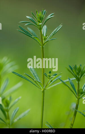 Hackmesser, Goosegrass, Catchweed bedstraw (Galium aparine), sprießen, Deutschland Stockfoto