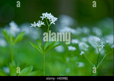 Waldmeister (Galium Odoratum), blühen, Deutschland Stockfoto