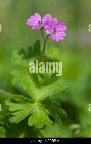 Dovefoot Geranium, Dove-Fuß des Krans-Rechnung (Geranium Molle), blühen, Deutschland Stockfoto