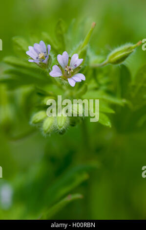 Kleine Blumen Storchschnabel, Traveler Geranien (Geranium Pusillum), blühen, Deutschland Stockfoto