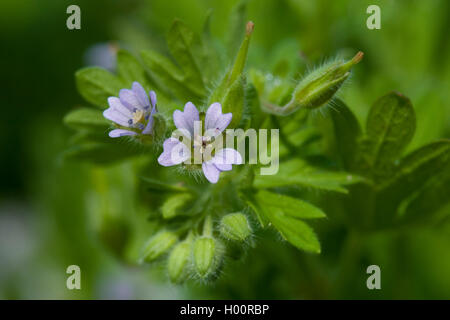 Kleine Blumen Storchschnabel, Traveler Geranien (Geranium Pusillum), blühen, Deutschland Stockfoto