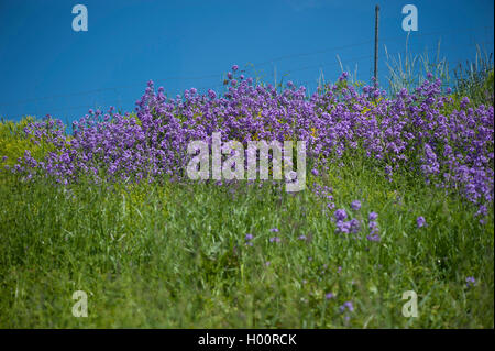 Dame-Rakete, die Dame-violett, Garten Rakete, Dame der Rakete (Hesperis Matronalis), blühen, Deutschland Stockfoto