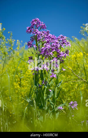 Dame-Rakete, die Dame-violett, Garten Rakete, Dame der Rakete (Hesperis Matronalis), blühen, Deutschland Stockfoto