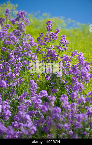 Dame-Rakete, die Dame-violett, Garten Rakete, Dame der Rakete (Hesperis Matronalis), blühen, Deutschland Stockfoto