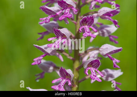 militärische Orchidee (Orchis Militaris), Blumen, Deutschland Stockfoto