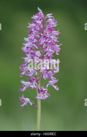 militärische Orchidee (Orchis Militaris), Blütenstand, Deutschland Stockfoto