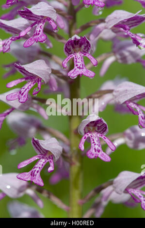 militärische Orchidee (Orchis Militaris), Blumen, Deutschland Stockfoto