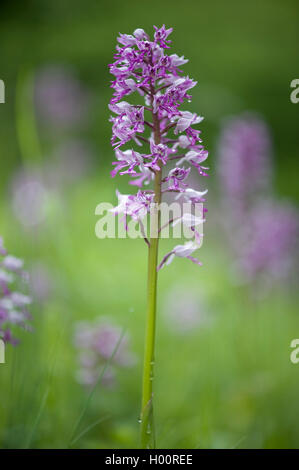 militärische Orchidee (Orchis Militaris), Blütenstand, Deutschland Stockfoto